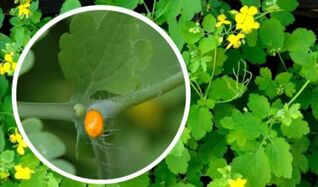 how to use celandine for nipples