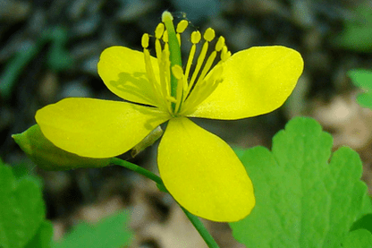 selandine herb blossom for papilloma removal